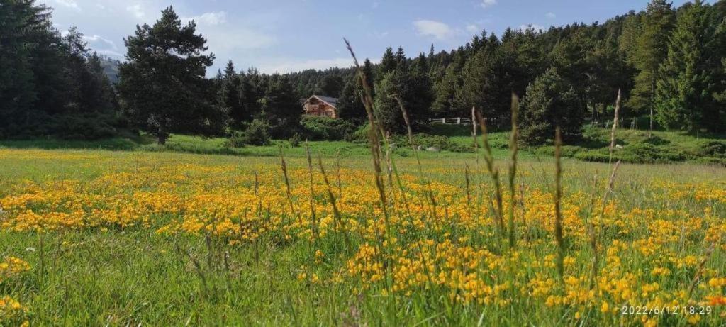 Apt Confortable Au Pied Des Pistes Et De La Foret Bolquere Pyrenees 2000 外观 照片